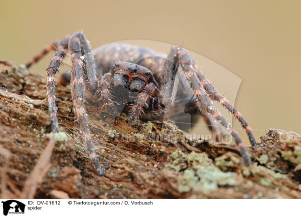 Spaltenkreuzspinne / spider / DV-01612