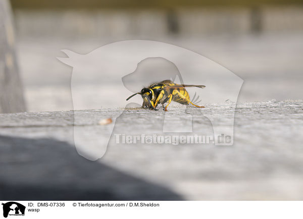 Wespe / wasp / DMS-07336