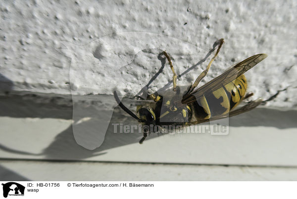 Wespe / wasp / HB-01756