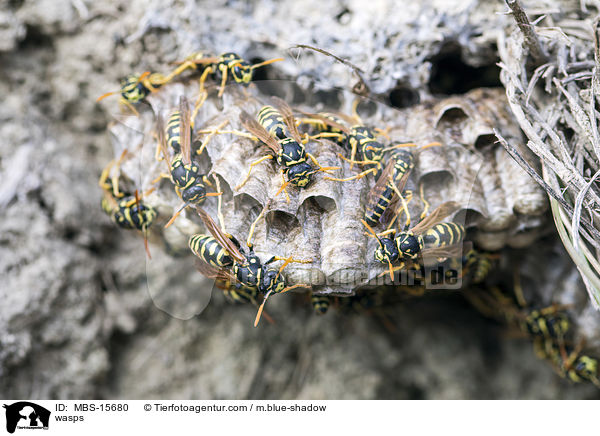 wasps / MBS-15680