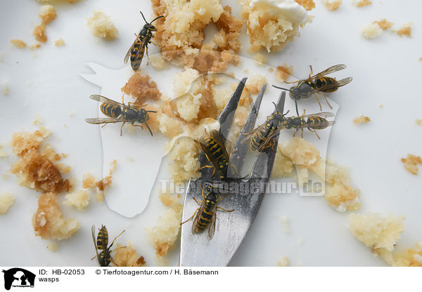 Wespen / wasps / HB-02053