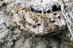 wasps