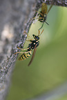 wasps