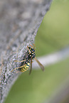 wasp