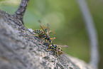 wasps