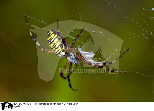 Wespenspinne / spider / DV-01430