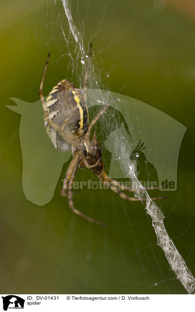 spider / DV-01431
