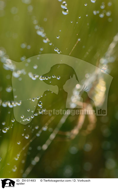 Wespenspinne / spider / DV-01483