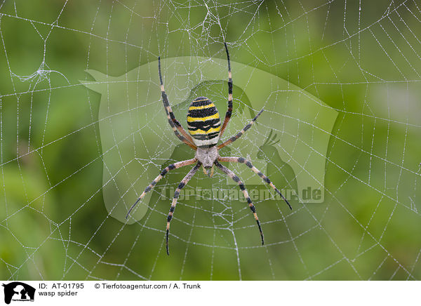 wasp spider / AT-01795