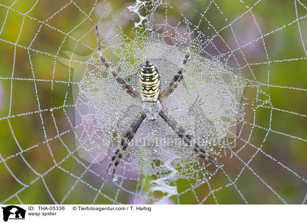 wasp spider / THA-05336