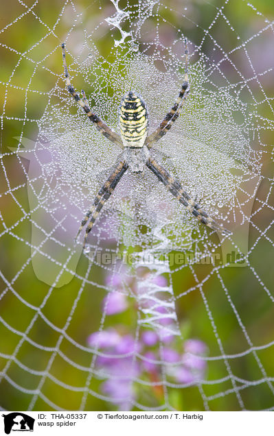wasp spider / THA-05337