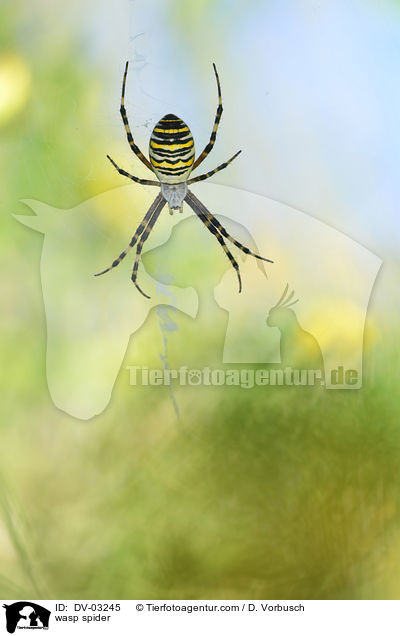 wasp spider / DV-03245