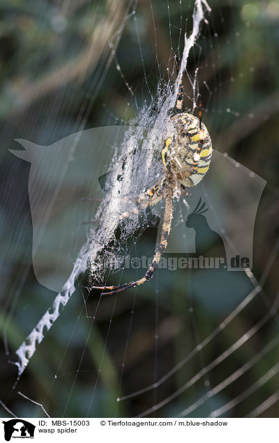 Wespenspinne / wasp spider / MBS-15003