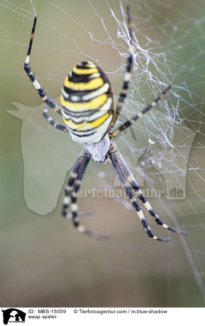 Wespenspinne / wasp spider / MBS-15009