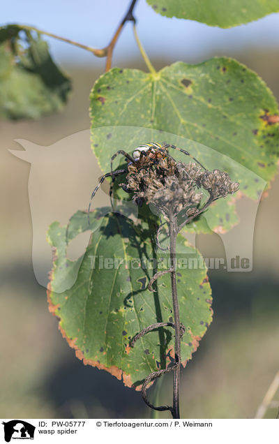 Wespenspinne / wasp spider / PW-05777