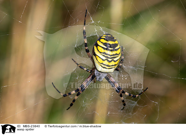 wasp spider / MBS-23840