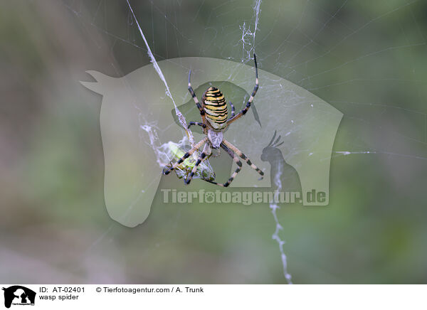 wasp spider / AT-02401
