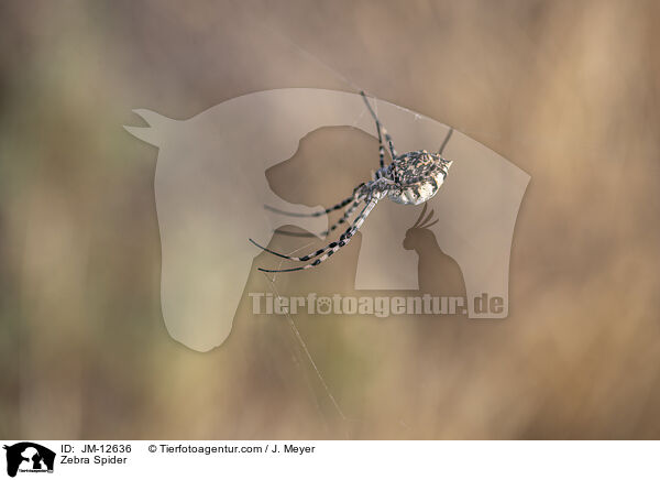Zebraspinne / Zebra Spider / JM-12636