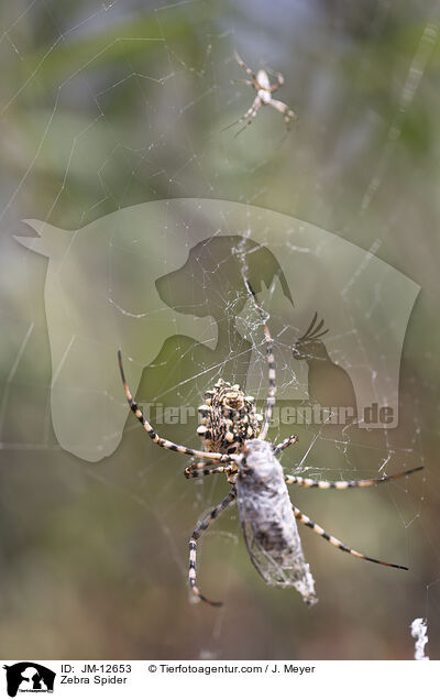 Zebraspinne / Zebra Spider / JM-12653