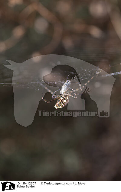 Zebraspinne / Zebra Spider / JM-12657