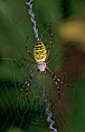 spider
