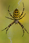 spider