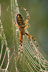 wasp spider