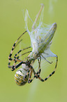 wasp spider with prey