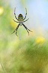 wasp spider