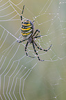 wasp spider