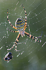wasp spider