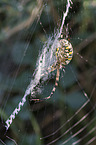 wasp spider