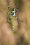 wasp spider