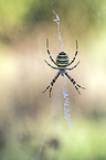 wasp spider