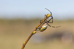 wasp spider