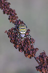 wasp spider
