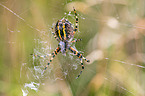 wasp spider