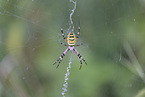 wasp spider