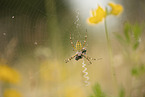 wasp spider