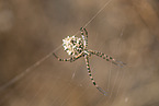 Zebra Spider