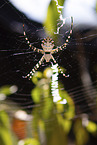 Zebra Spider