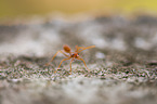 Weaver ant
