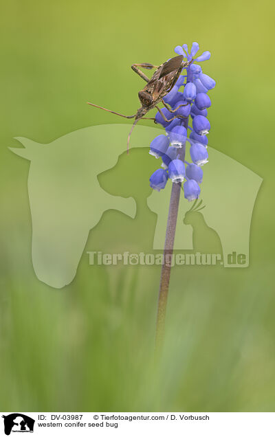 western conifer seed bug / DV-03987