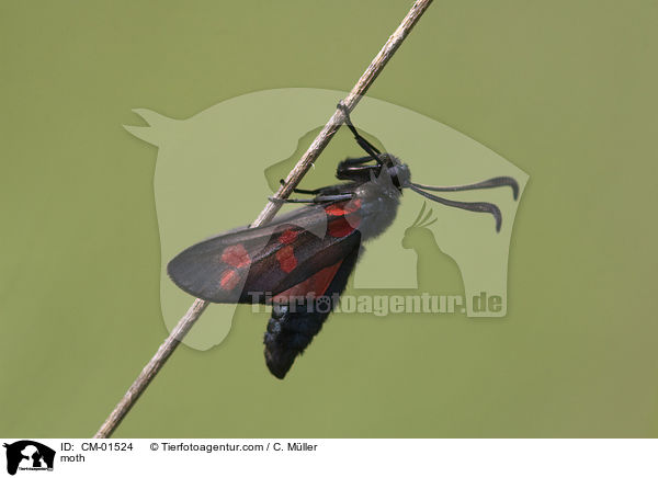 Widderchen / moth / CM-01524