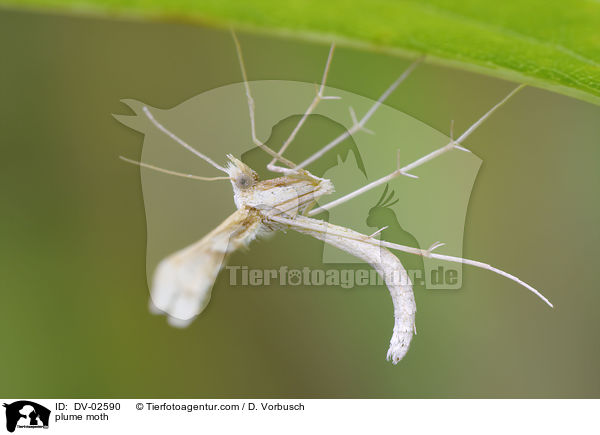 Federmotte / plume moth / DV-02590