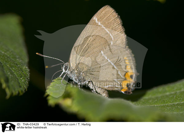 Ulmen-Zipfelfalter / white-letter hairstreak / THA-03429