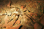 wolf spider
