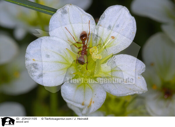 wood ant / JOH-01105