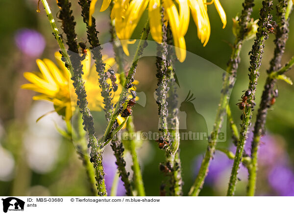 Waldameisen / ants / MBS-03680