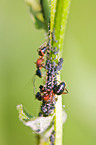 ants